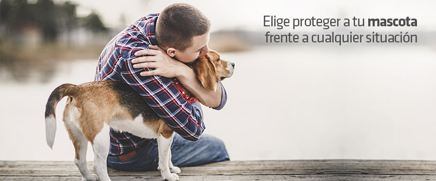 Seguros para animales