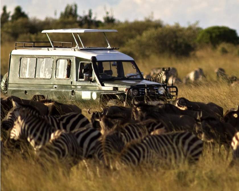 Safari y caza. Safari y caza.