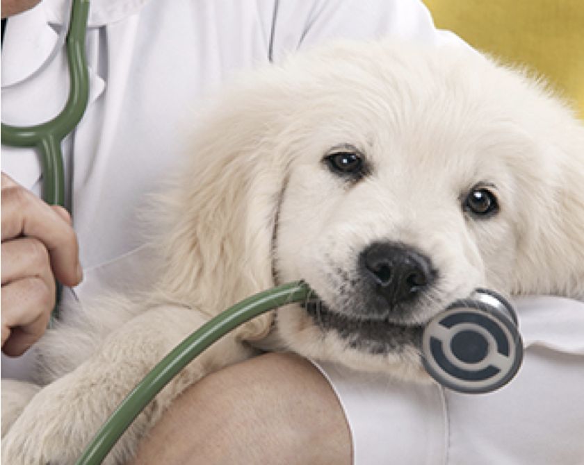 Seguro Veterinario de Accidentes. Seguro Veterinario de Accidentes.