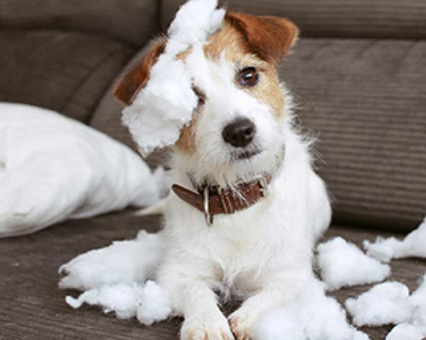 ¿Qué hacer si mi perro tiene parvovirus?