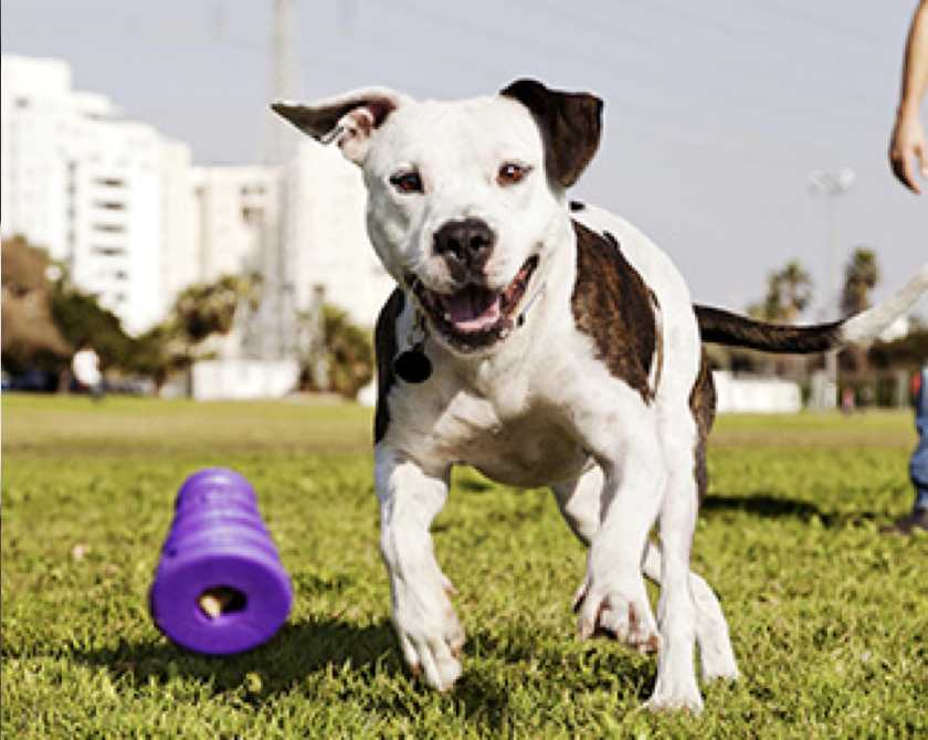 Seguro para Pitbulls de Mapfre: Protege a tu mascota con la mejor cobertura.