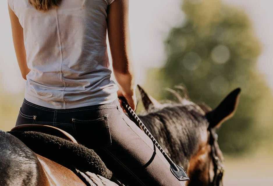 Seguro para caballos